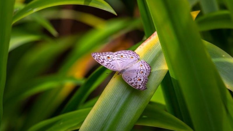 national geographic butterfly kit instructions
